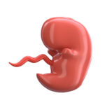 Pregnancy delay, when to call a reproductive specialist.